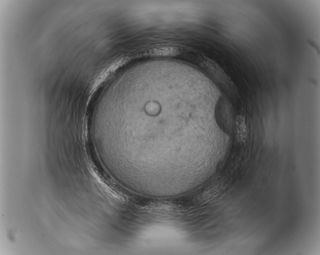 X0000100330726200806261301