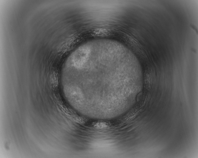 X0000100330751200806261302