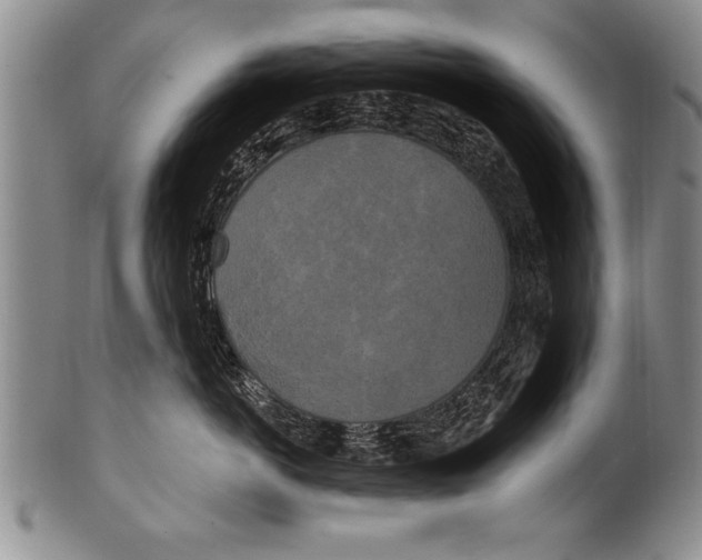 X0000100330766200806261302