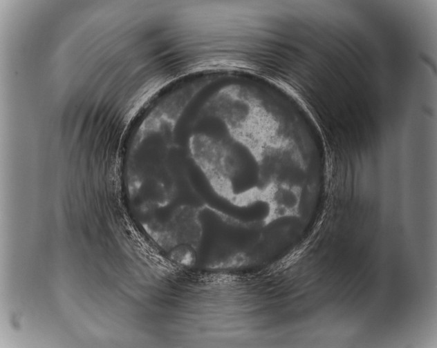 X0000100330783200806261301