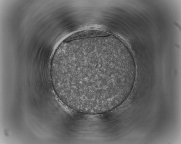 X0000100330816200806261300