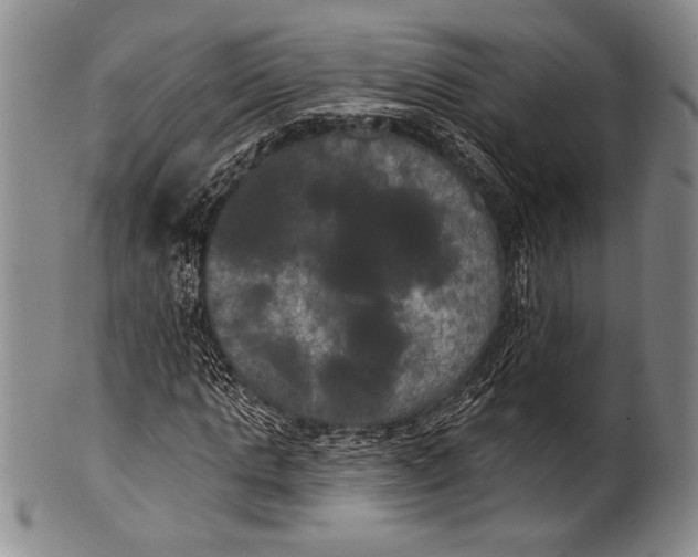 X0000100330821200806261259