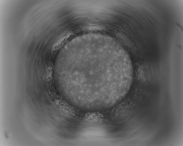 X0000100330824200806261259