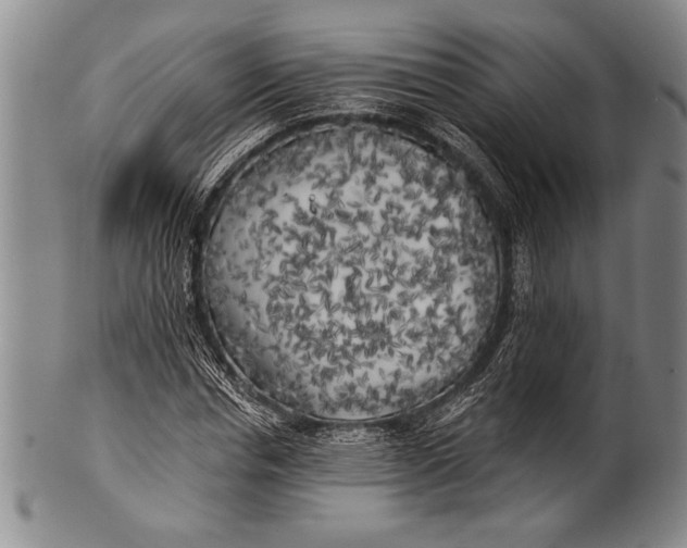 X0000100330826200806261259