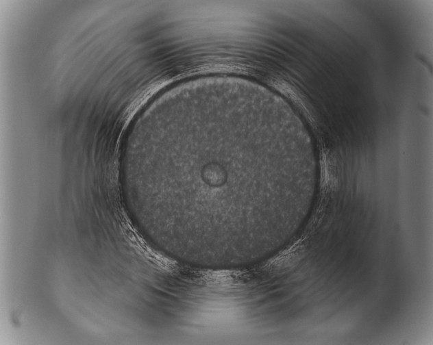 X0000100330828200806261259