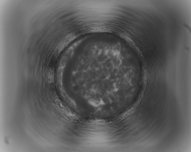 X0000100330833200806261259