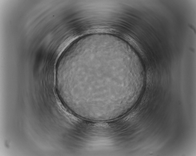 X0000100330844200806261300