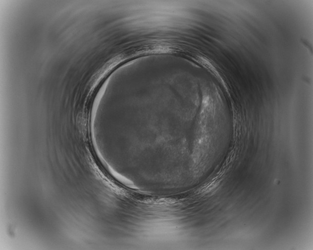 X0000100330851200806261300