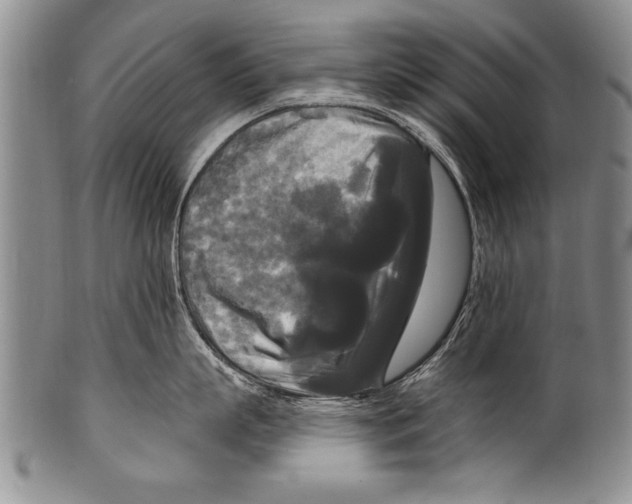 X0000100330863200806261300