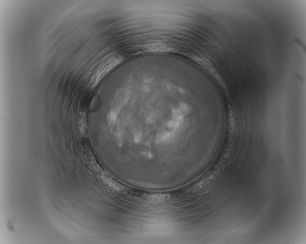 X0000100330889200806261259