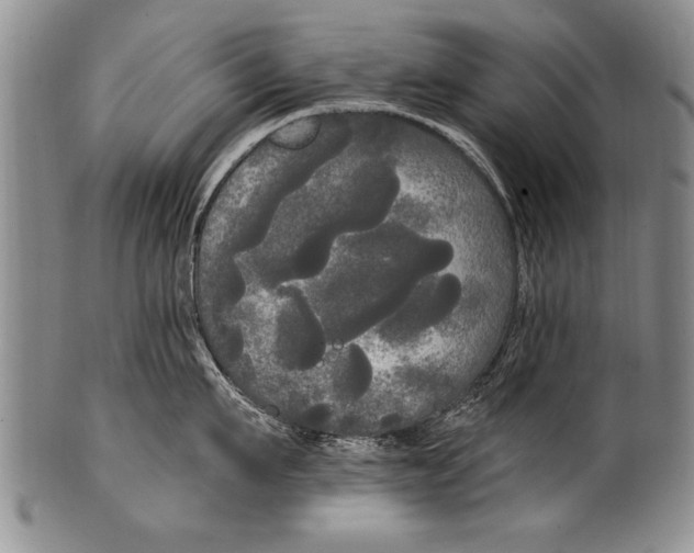 X0000100330911200806261259