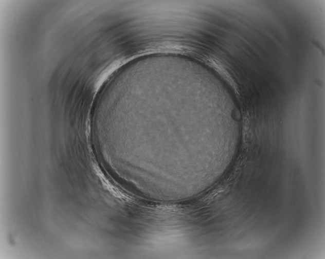 X0000100330944200806261258