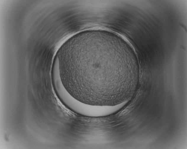 X0000100330951200806261258