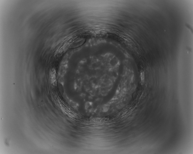 X0000100330963200806261257