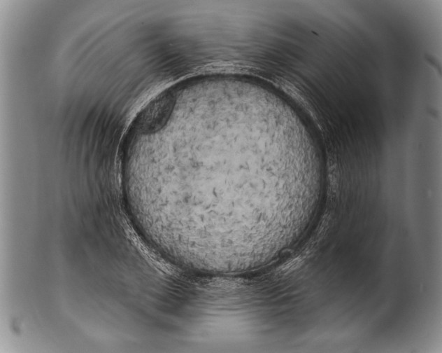 X0000100330981200806261257