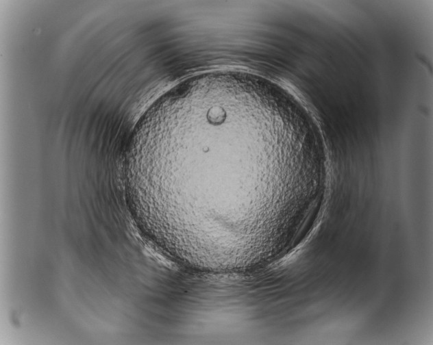 X0000100331001200806261257