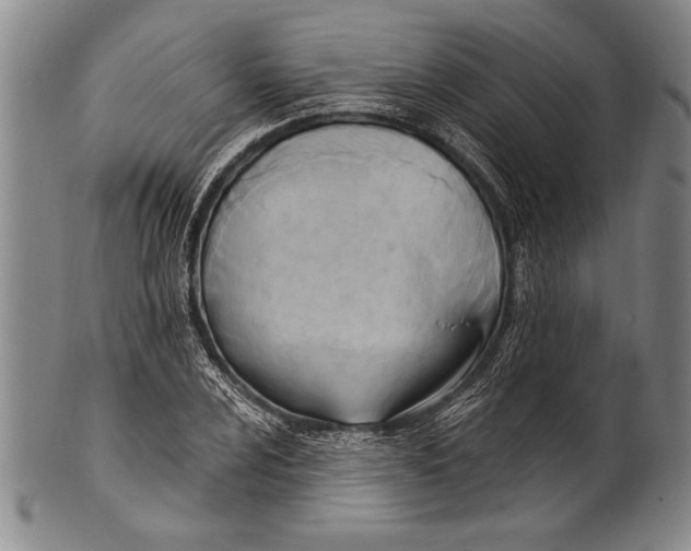 X0000100331024200806261256