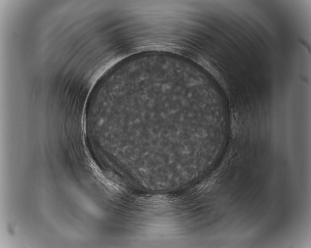 X0000100331028200806261256