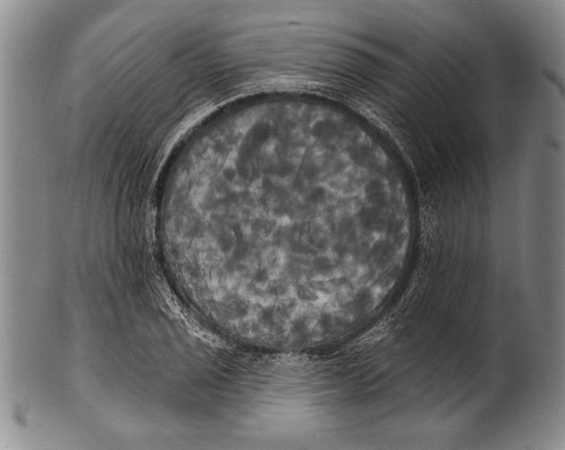 X0000100331029200806261256