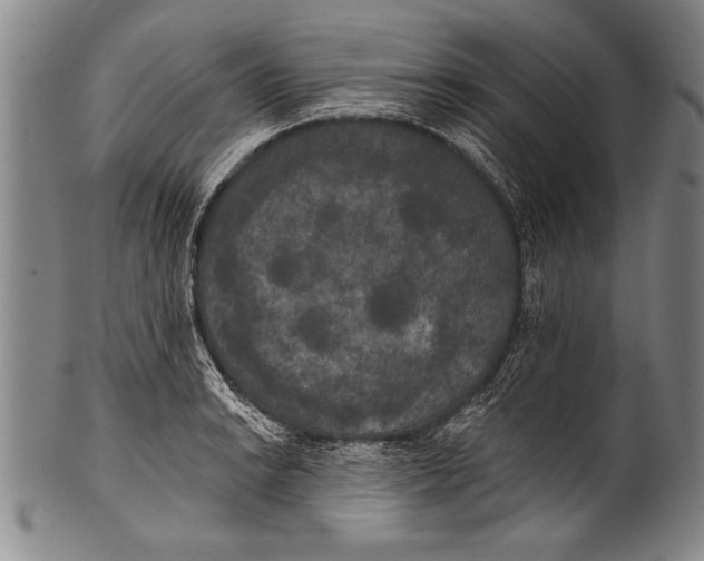 X0000100331038200806261256