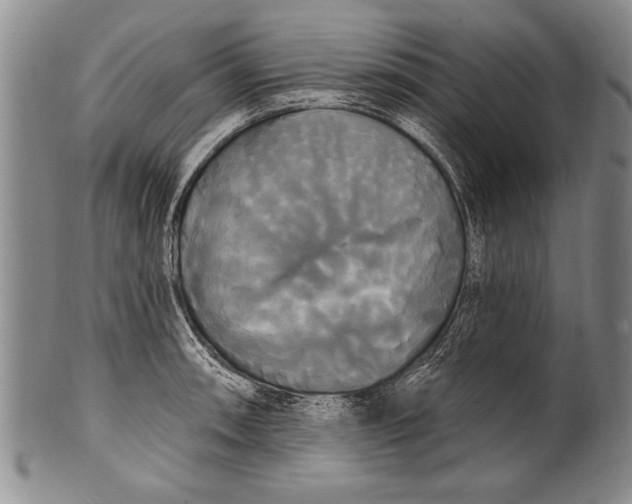 X0000100331090200806261256