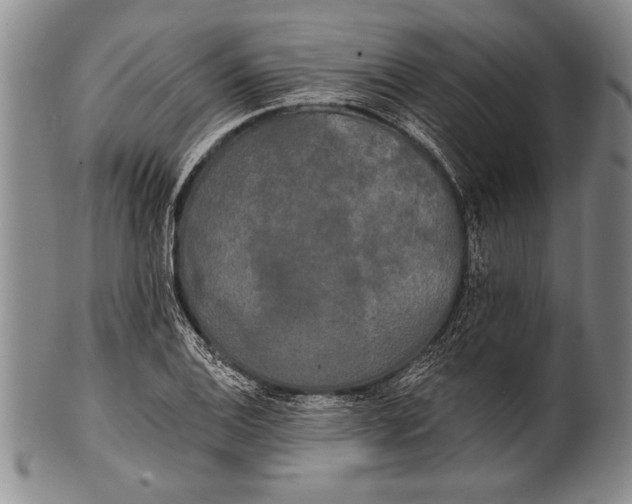 X0000100331124200806261255