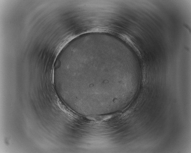 X0000100331276200806261253