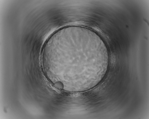 X0000100331278200806261253