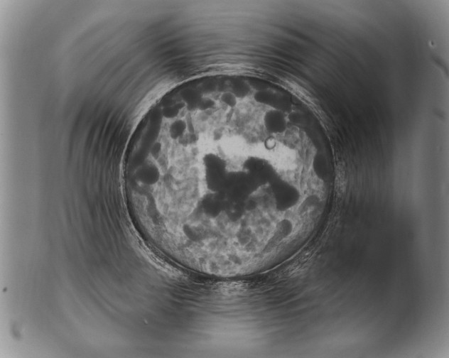 X0000100331283200806261253