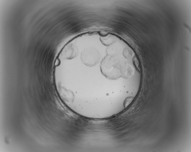 X0000100331296200806261252