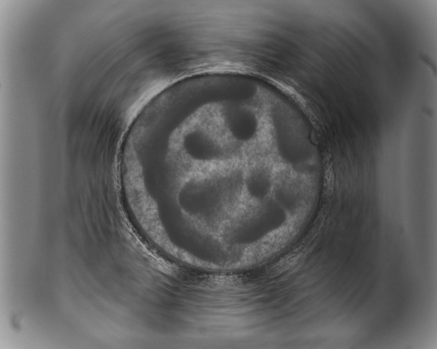 X0000100331375200806261251