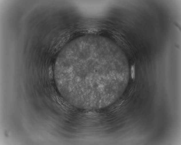 X0000100331395200806261250