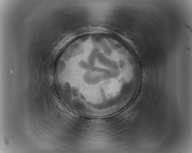 X0000100331407200806261251