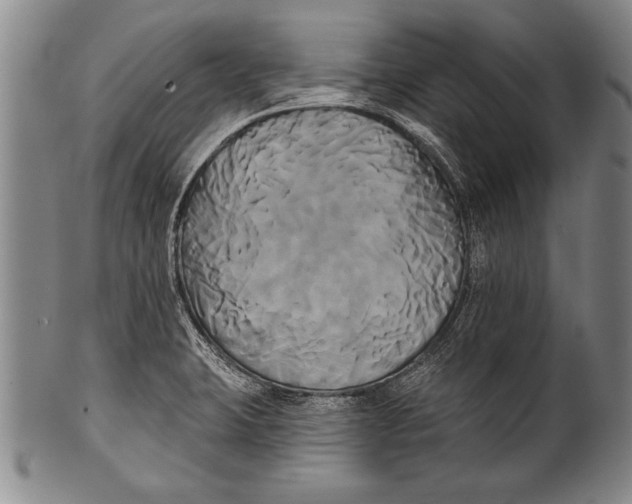 X0000100331423200806261251