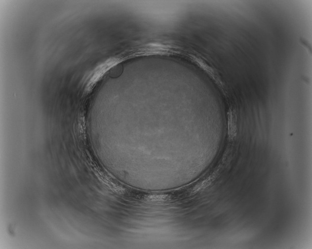 X0000100331453200806261250