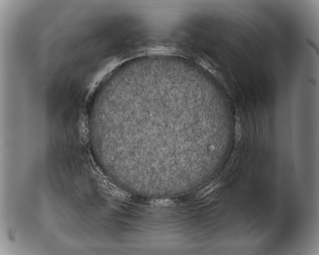 X0000100331454200806261250