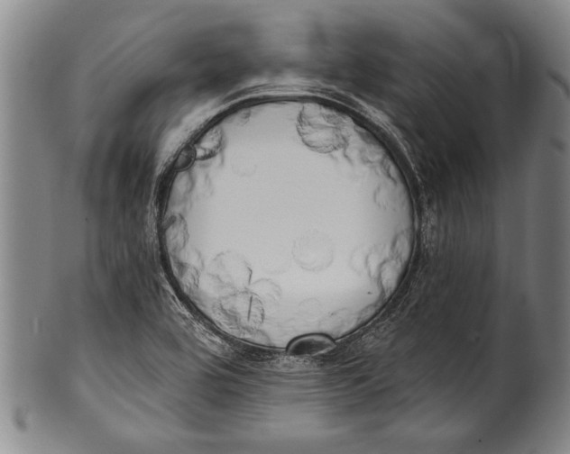 X0000100331464200806261250