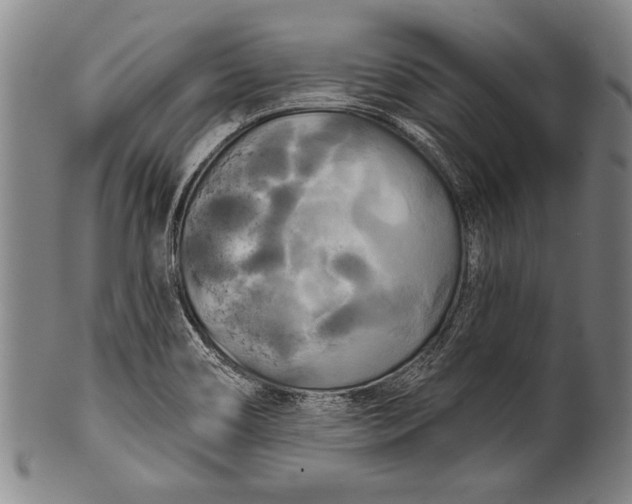 X0000100331466200806261250