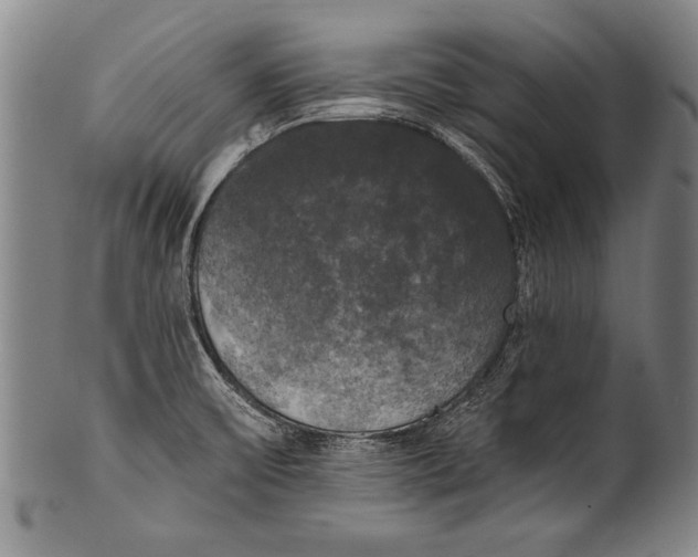 X0000100331475200806261250