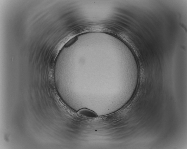 X0000100331481200806261250