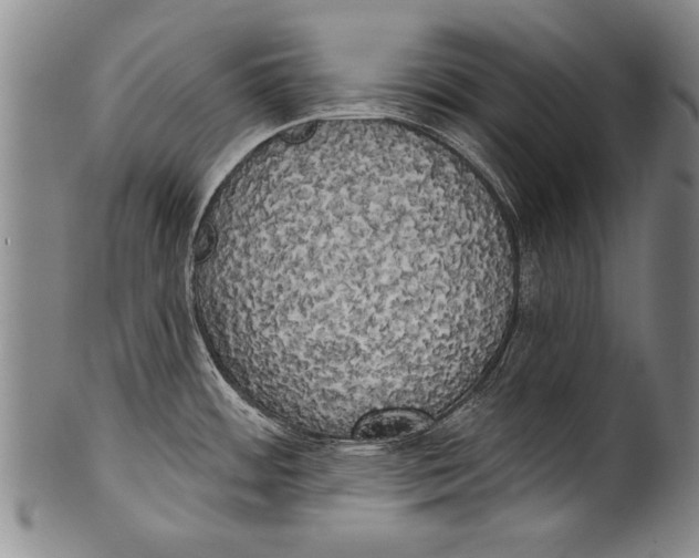 X0000100331484200806261250