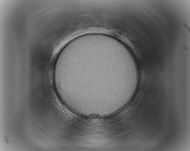 X0000100331504200806261249