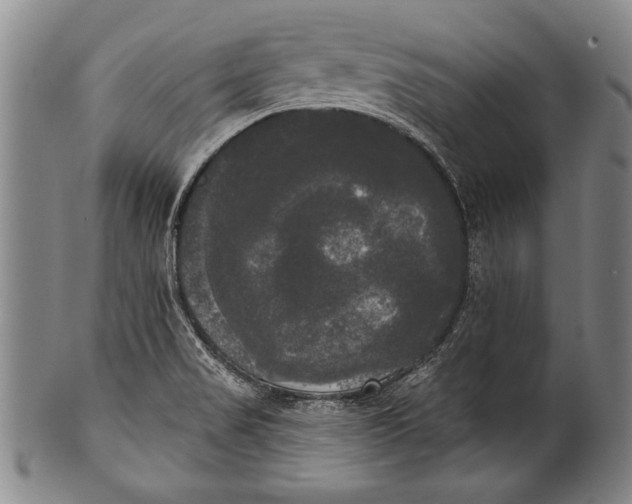 X0000100331517200806261249