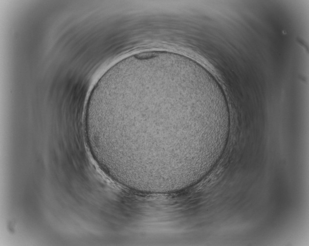 X0000100331536200806261250