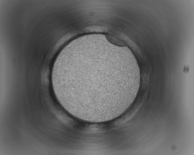 X0000100330064200807031245