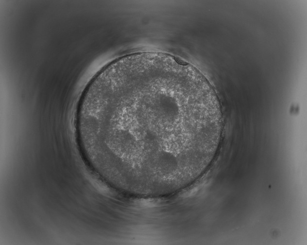 X0000100330103200807031244