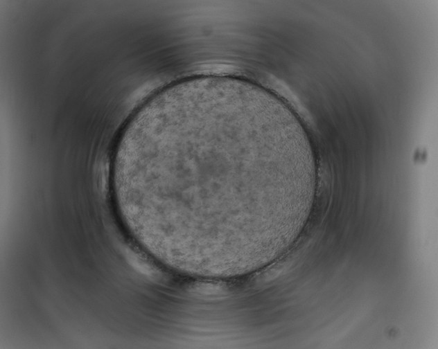 X0000100330110200807031244