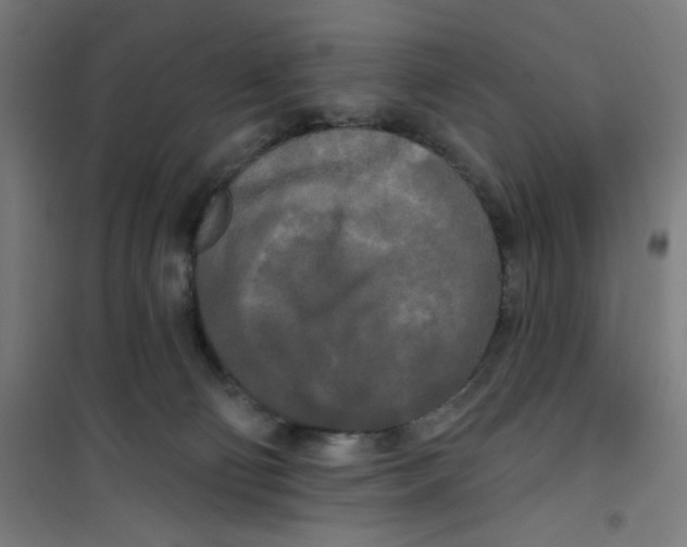 X0000100330130200807031244