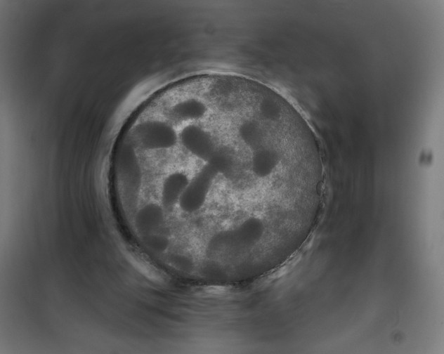 X0000100330151200807031243