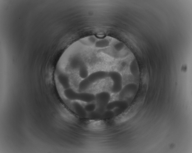 X0000100330185200807031243